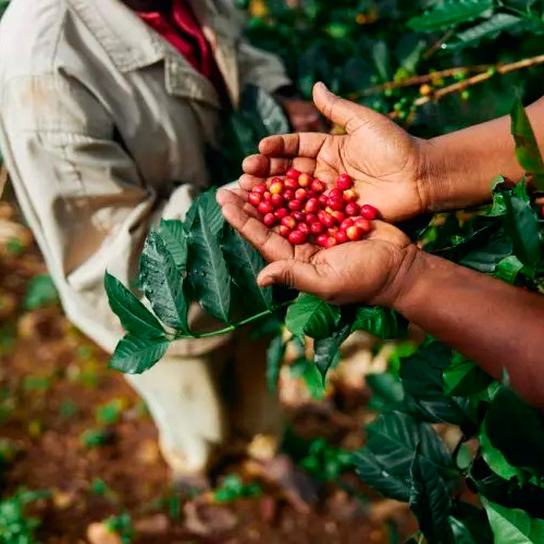 Selo Café Regenerativo: Cafeicultura com Sustentabilidade