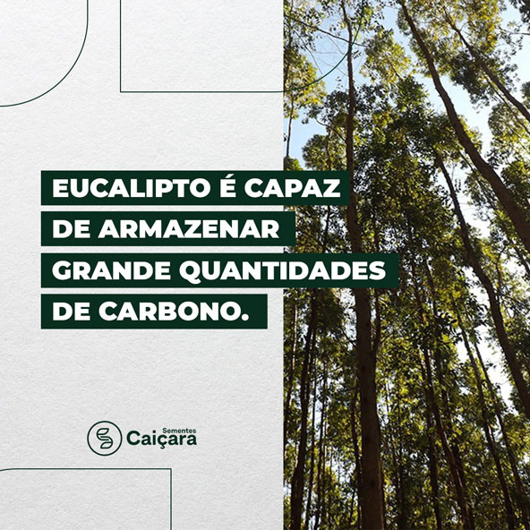 Eucalipto é capaz de armazenar grande quantidades de carbono