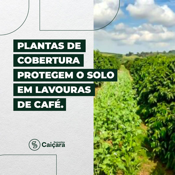 Plantas de cobertura protegem o solo em lavouras de café
