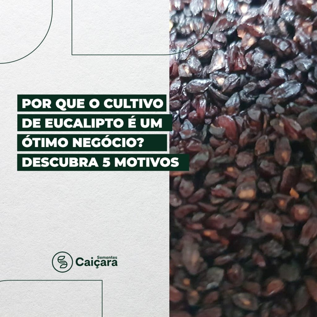 Por que o cultivo de eucalipto é um ótimo negócio?