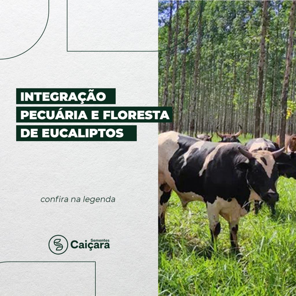 Integração Pecuária e Floresta de Eucaliptos