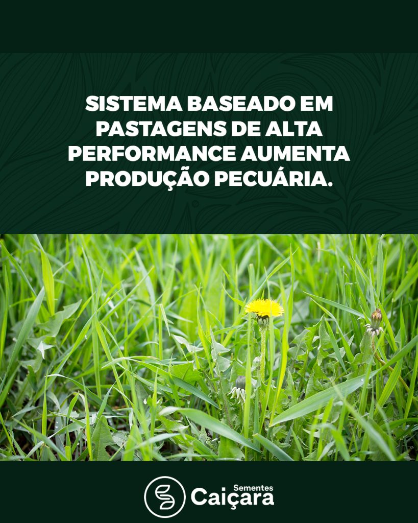 Sistema Baseado em Pastagens de Alta Performance Aumenta Produção Pecuária