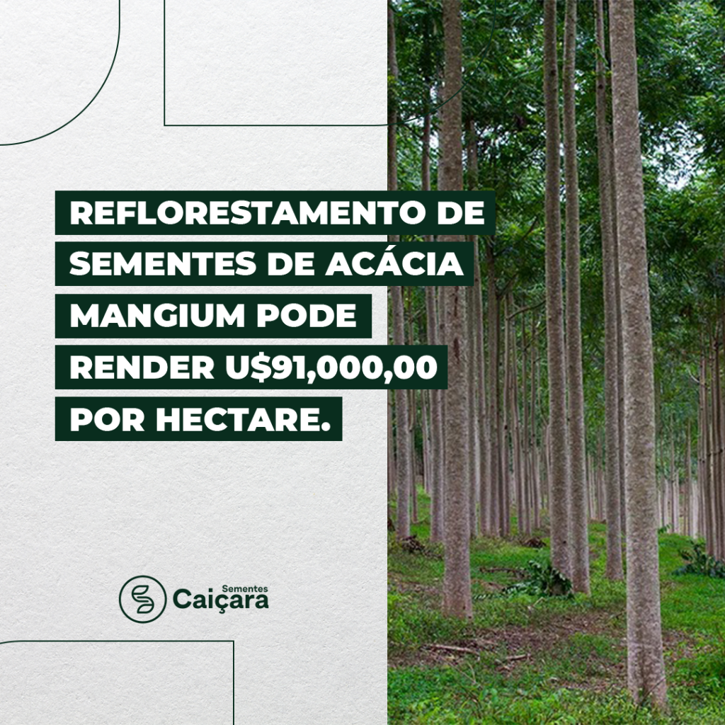 Reflorestamento de Sementes de Acácia Mangium Pode Render U$91.000,00 por Hectare