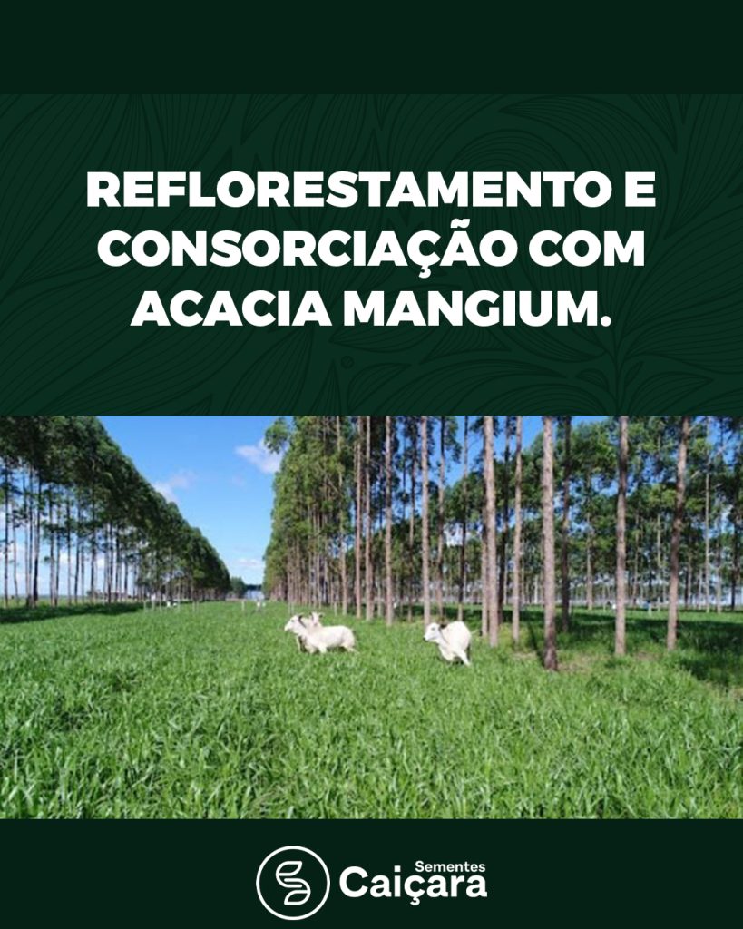 Reflorestamento e Consorciação com Acácia Mangium