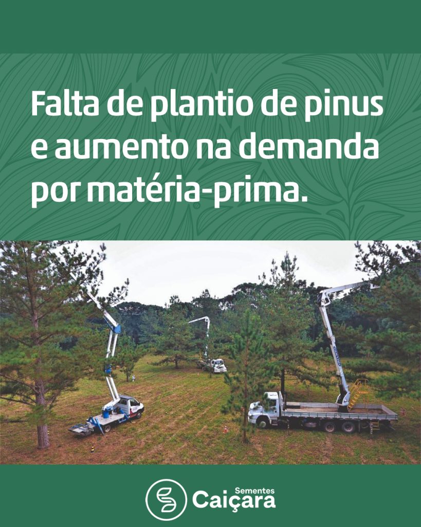 Falta de Plantio de Pinus e Aumento na Demanda por Matéria-Prima