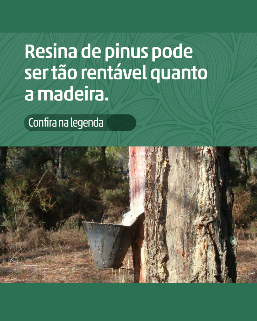 Resina de pinus pode ser tão rentável quanto a madeira.